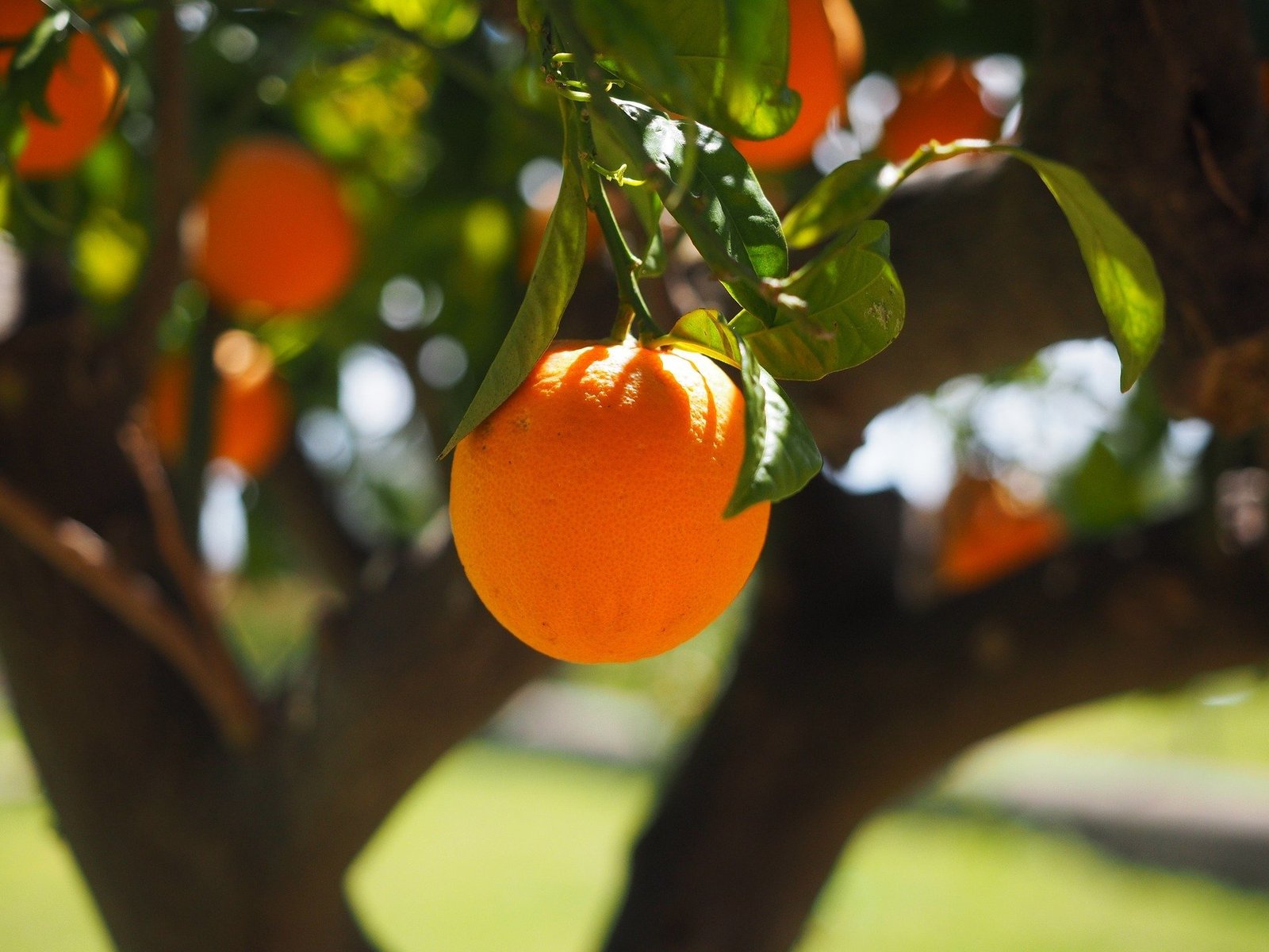 Laranja planta medicinal
