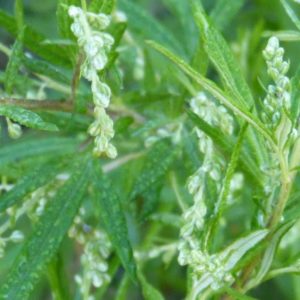 Artemisia, uma das plantas medicinais amiga da menstruação.
