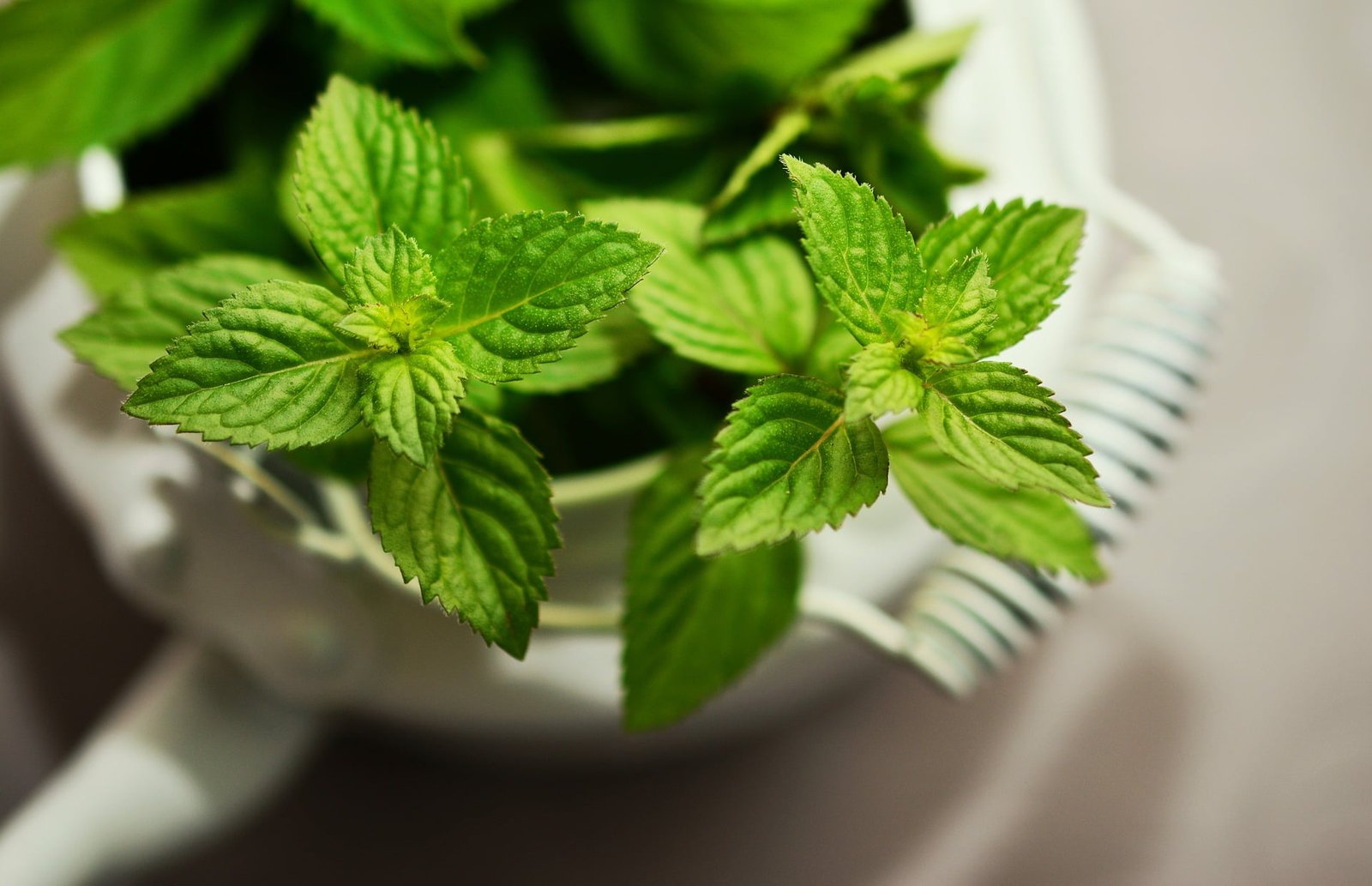 Hortelã Pimenta Ervanarium Escola das Plantas