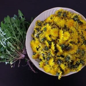 Feno Grego - Plantas Medicinais - Ervanarium - Escola das Plantas