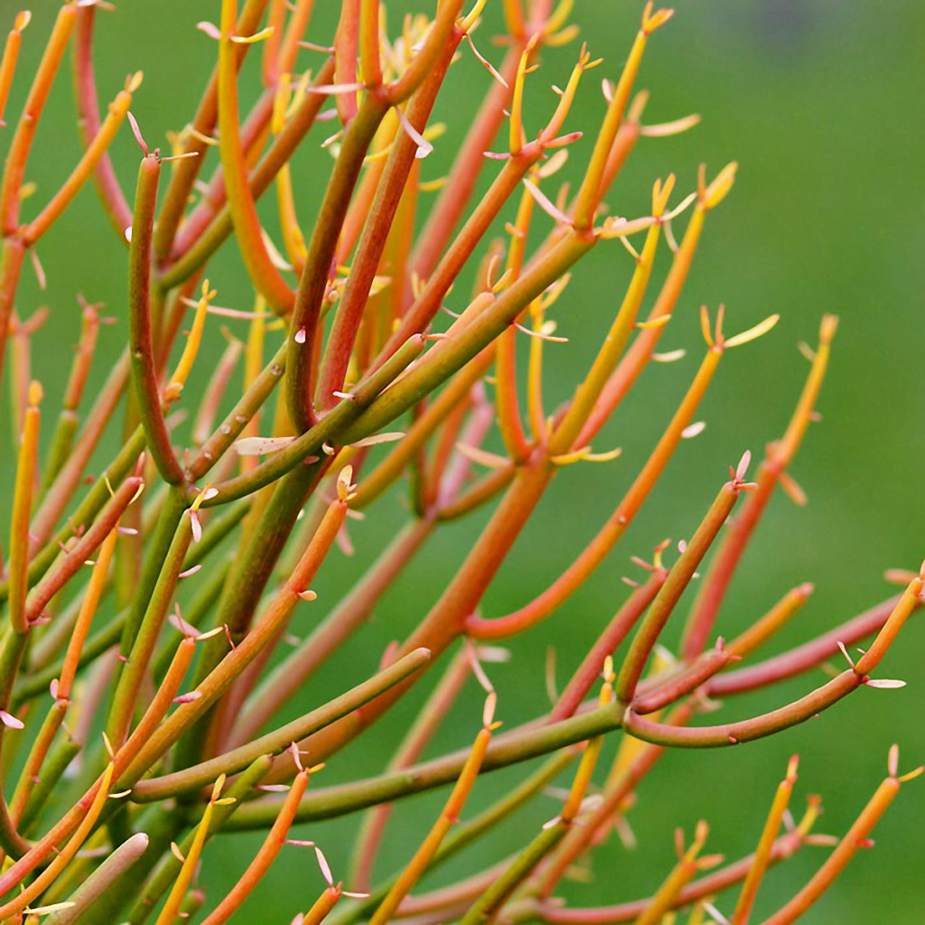 Молочай тирукалли (Euphorbia tirucalli)