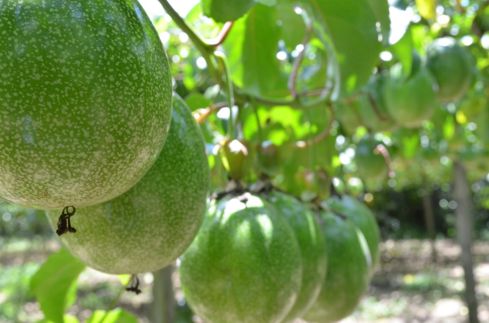 Passiflora, planta medicinal calmante.