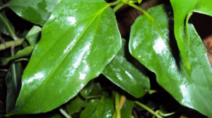Guaco, uma planta medicinal para questões respiratórias.