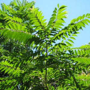 Guaçatonga é uma planta medicinal protetora do estômago.