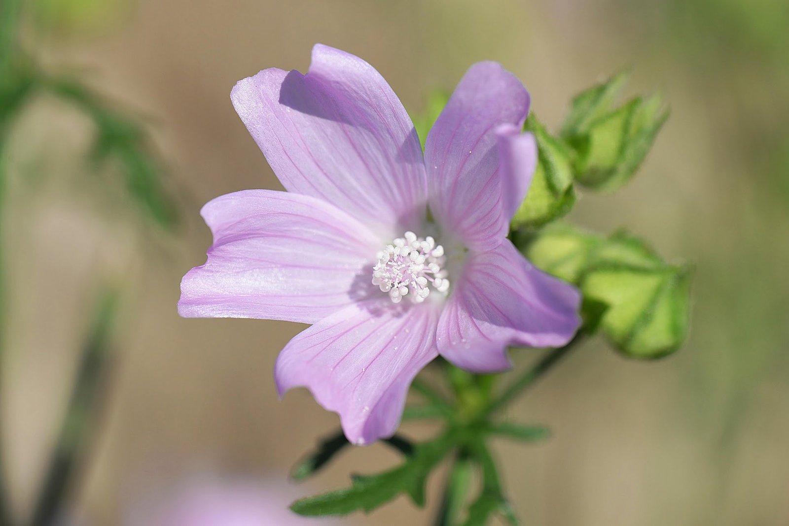 Malva é uma das plantas medicinais para afecções da garganta
