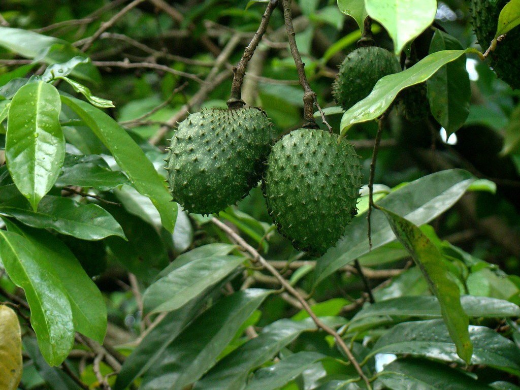 A graviola é uma planta medicinal que requer mais estudos.