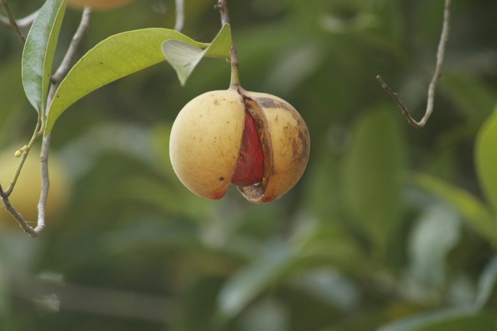 Noz Moscada, uma das plantas medicinais de uso culinário.
