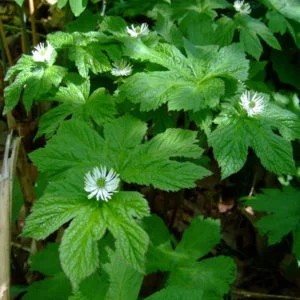 Feno Grego - Plantas Medicinais - Ervanarium - Escola das Plantas