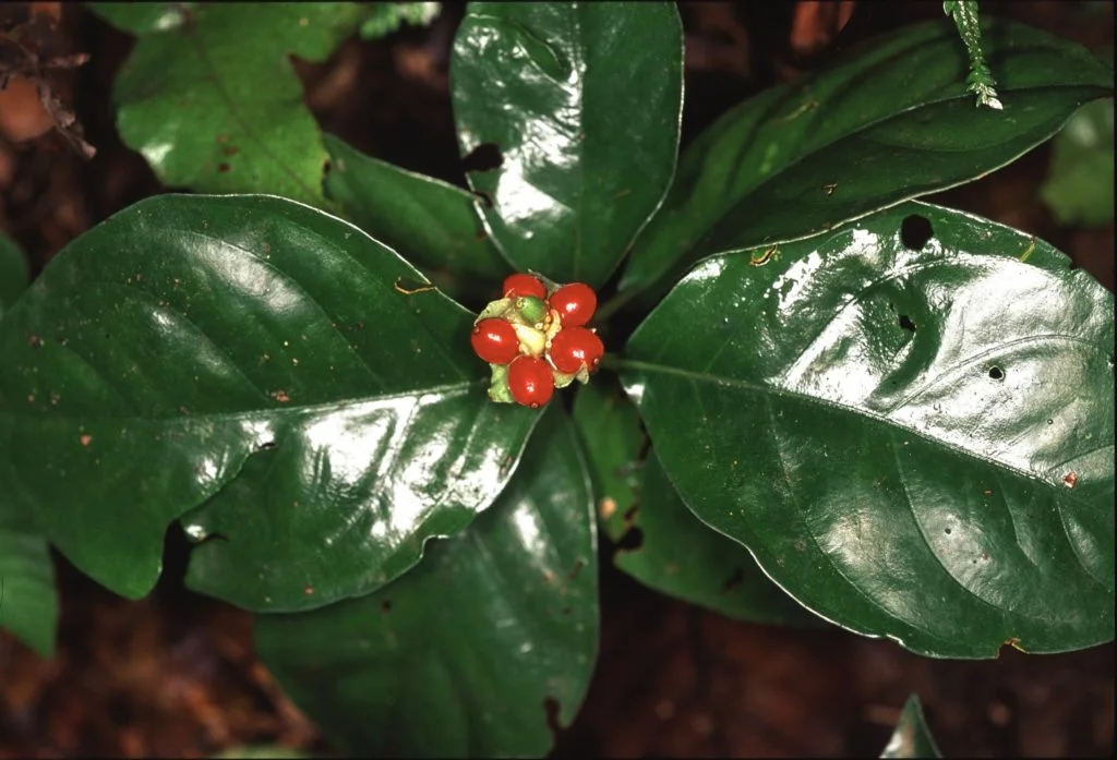 Feno Grego - Plantas Medicinais - Ervanarium - Escola das Plantas