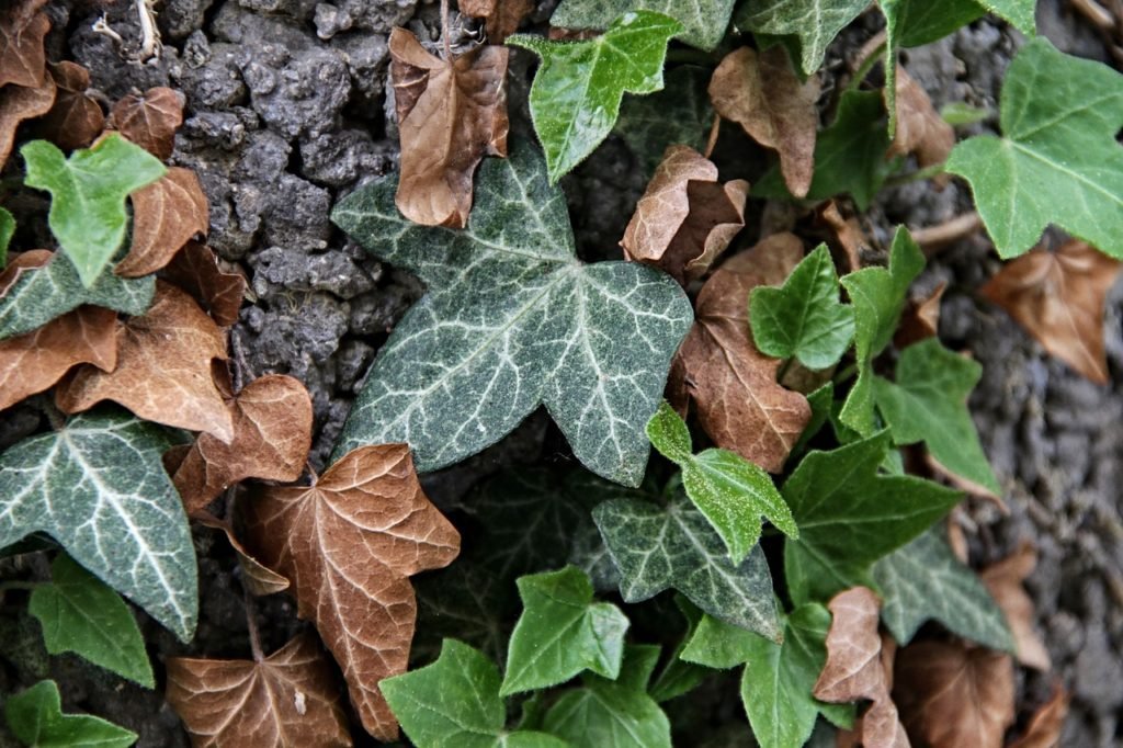 Hera, uma das plantas medicinais mucolíticas.