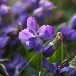 Violeta, uma das plantas medicinais refrescantes.