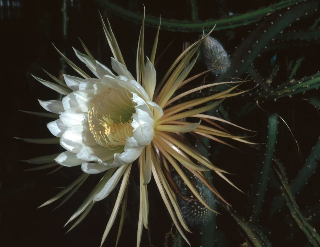 Cactus é uma planta medicinal cardiotônica.