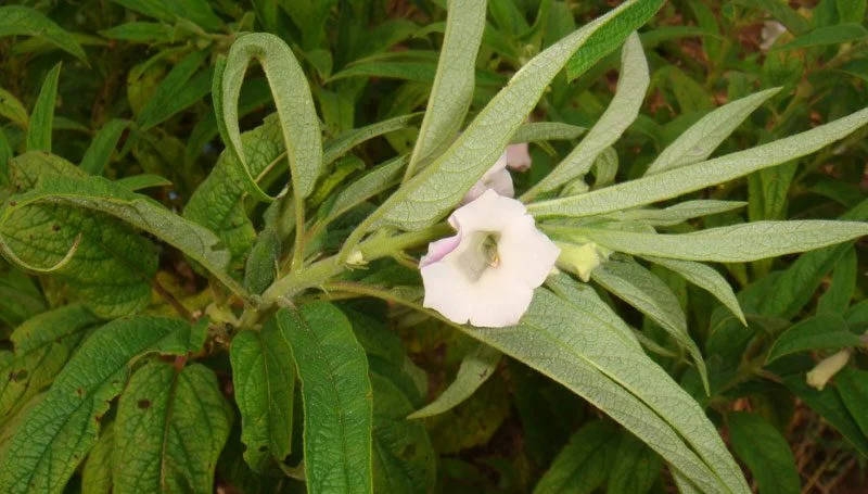 Feno Grego - Plantas Medicinais - Ervanarium - Escola das Plantas