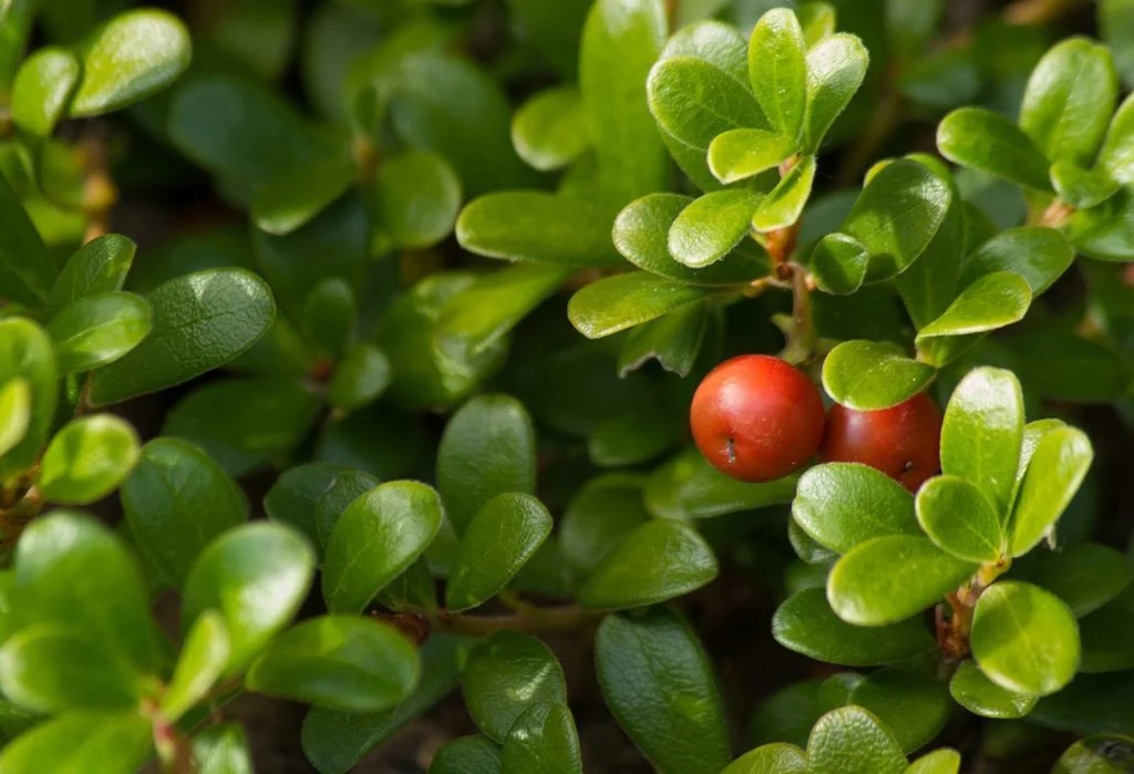 Feno Grego - Plantas Medicinais - Ervanarium - Escola das Plantas