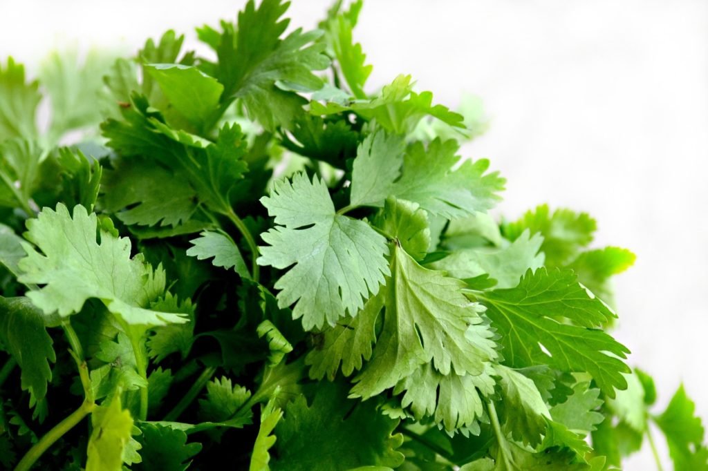 Coentro é uma planta medicinal digestiva.