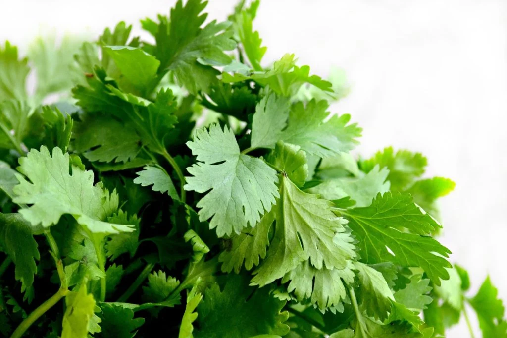 Feno Grego - Plantas Medicinais - Ervanarium - Escola das Plantas