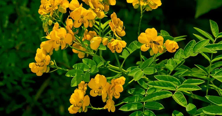 Feno Grego - Plantas Medicinais - Ervanarium - Escola das Plantas