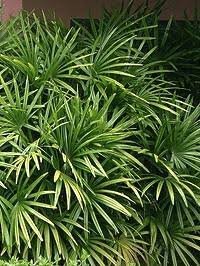 Plantas para jardins internos