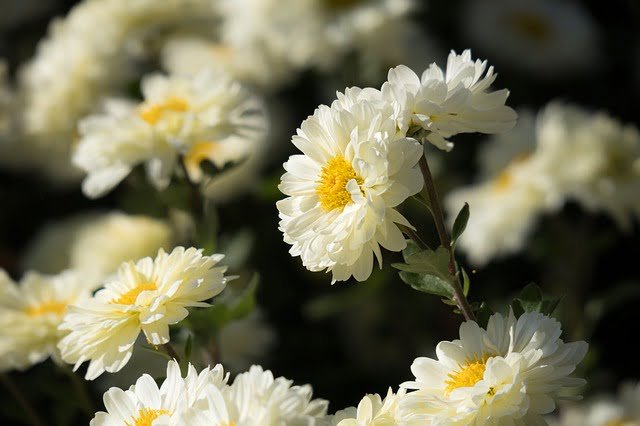 Plantas para jardins internos