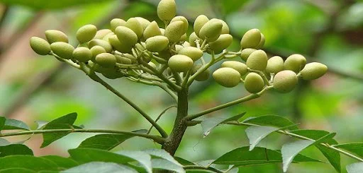 Feno Grego - Plantas Medicinais - Ervanarium - Escola das Plantas