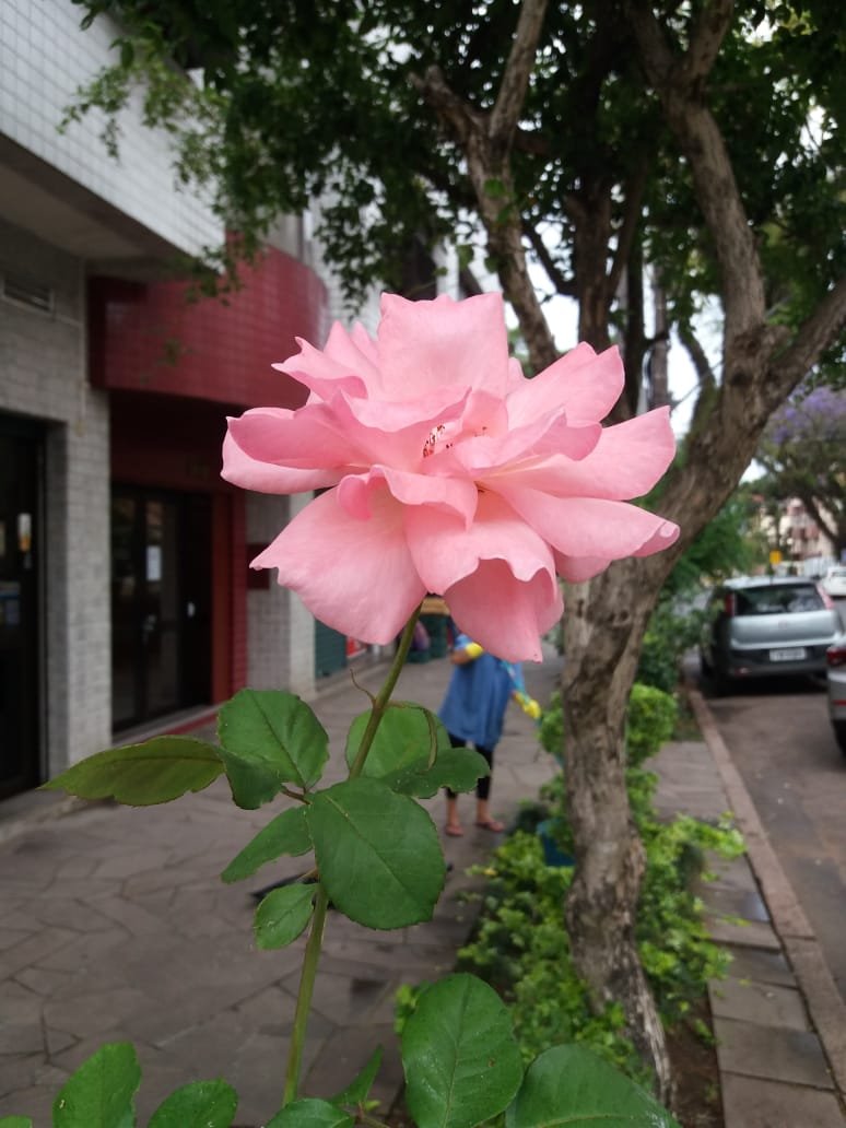 Rosa Rainha Das Flores Ervanarium Escola Das Plantas