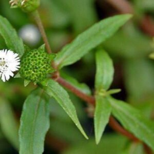 Planta medicinal