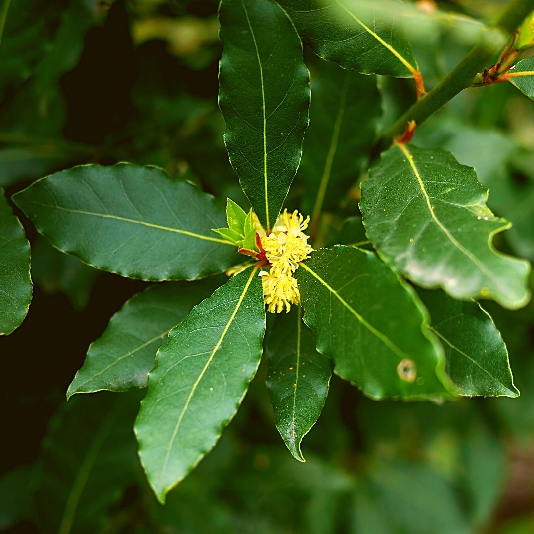 Louro Planta Medicinal Ervanarium Escola Das Plantas 3091