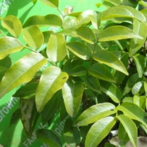 Planta Medicinal