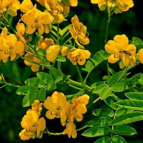 Sene, planta medicinal laxativa.