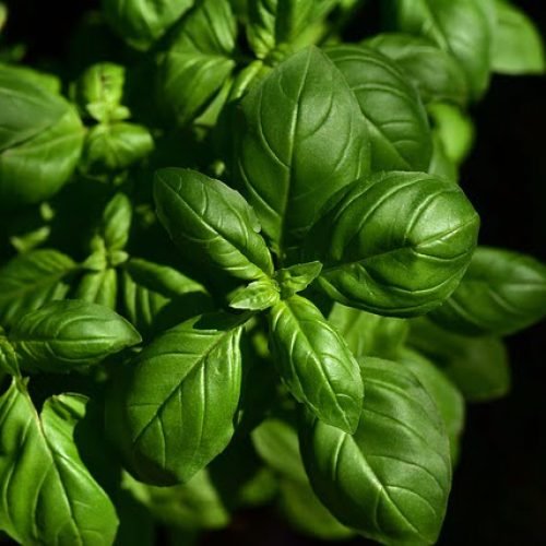 O manjericão é uma planta medicinal e culinária.