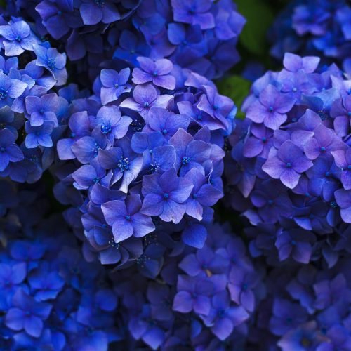 HOrtênsia - planta medicinal