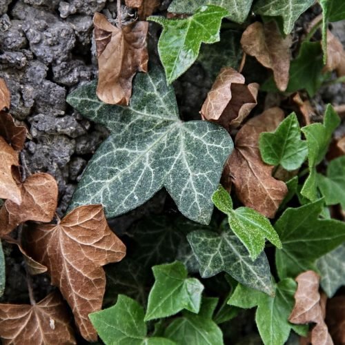Hera, uma das plantas medicinais mucolíticas.